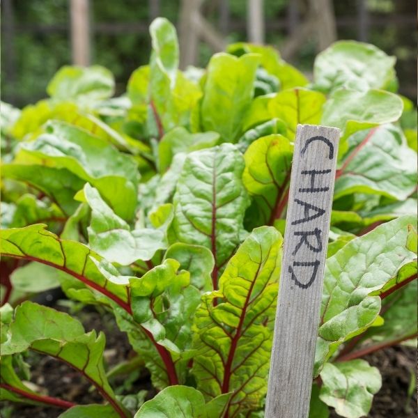 Fresh baby red chard lettuce from Holland, packaged in a 0.125 kg vegetable pack with vibrant green and red leaves.