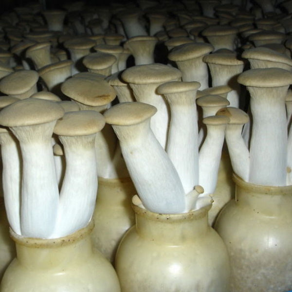 Fresh king oyster mushrooms, eryngii variety, 0.4 kg pack, showcasing the plump, white stems and broad caps, ideal for cooking.