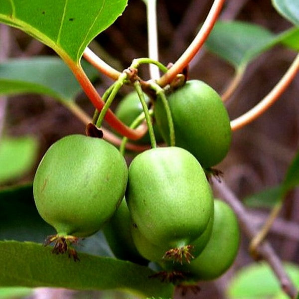 Fresh baby green Kiwi berries from Holland in a 0.125 kg pack, showcasing small, vibrant fruit with smooth skin.