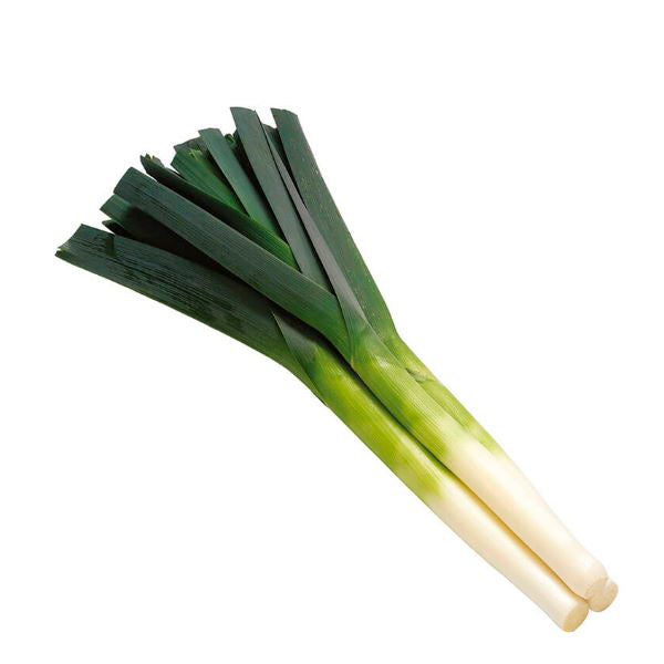 Fresh Holland leeks in a 1 kg bunch, showcasing long green stalks and white bulbs, perfect for vegetable dishes.