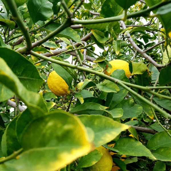 Fresh lemon leaves herb from Thailand in a 0.1 kg bag, showcasing vibrant green lemon leaves used in cooking and herbal remedies.