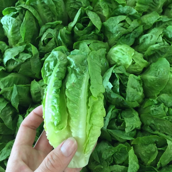 Fresh Little Gem baby lettuce from Holland in a 0.35 kg pack, showcasing crisp, vibrant green leaves.