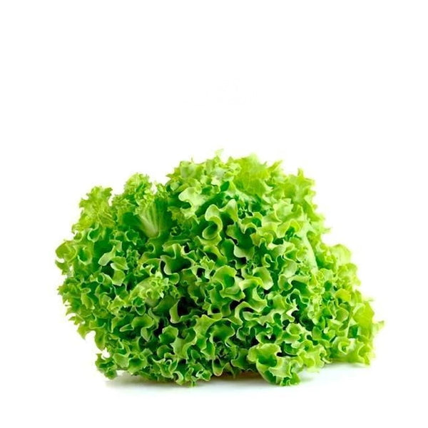 Fresh Lollo Biondo lettuce from Osama Bakr Veg, single leafy vegetable piece with vibrant green color and crisp texture.