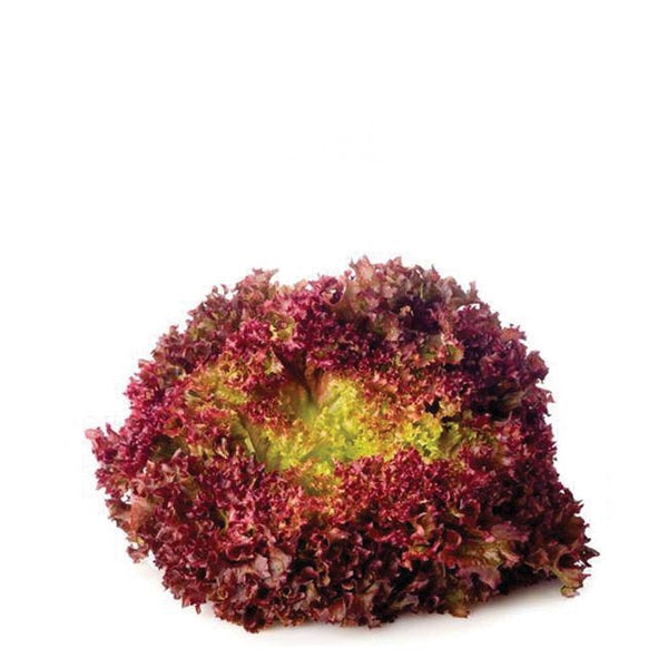 Fresh Lollo Rosso lettuce leaf from Holland, showcasing vibrant red and green leafy vegetable on a clean background.
