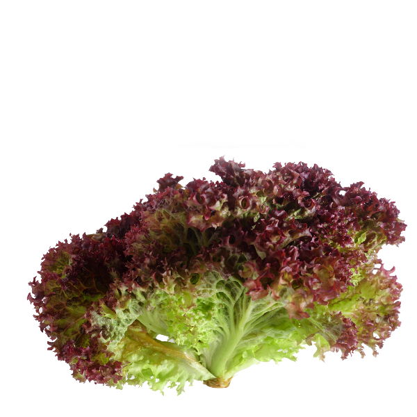 Fresh Lollo Rosso lettuce leaf from Holland, single vegetable piece, vibrant red and green leafy vegetable for salads or garnishes.