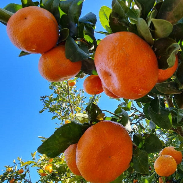 Sharbatly Easy Peeler Nadorcot mandarins in a 10 kg carton, fresh fruit with vibrant orange skin and easy-to-peel texture.