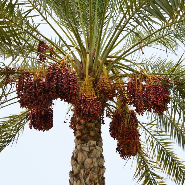 Medjool dates from Sharbatly in a 0.85 kg pack, showcasing large, plump, and glossy natural dates on a white background.