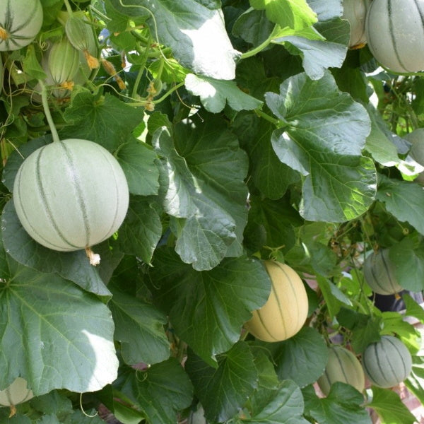 Fresh Holland Melon Charentes by AIR, a single ripe fruit with green rind and orange flesh, ready to enjoy.