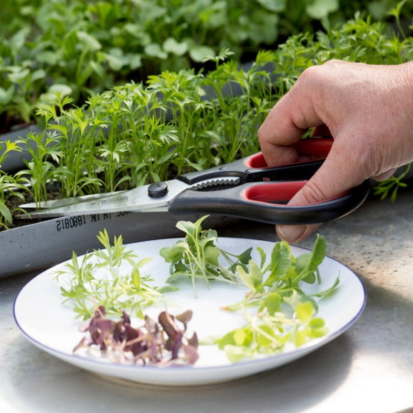 Holland gourmet Sakura Mix cress herb microgreens, 16-piece pack, fresh green microgreens with vibrant leaves and delicate stems.