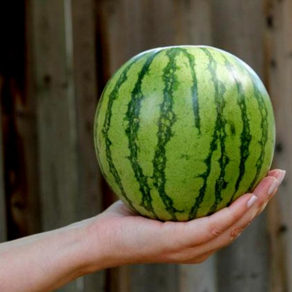 Holland Watermelon Mini fruit, single fresh mini watermelon with vibrant green rind and juicy red flesh in a natural setting.