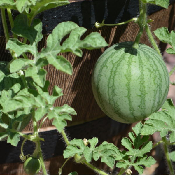 Holland Watermelon Mini, single piece, fresh small fruit with green rind and juicy red interior, perfect for snacking.