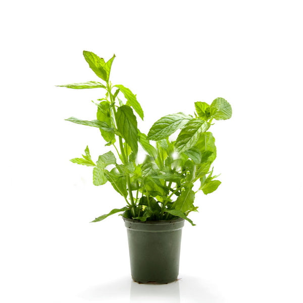 Organic Holland mint herb plant in a pot, fresh peppermint with vibrant green leaves on a clean background.