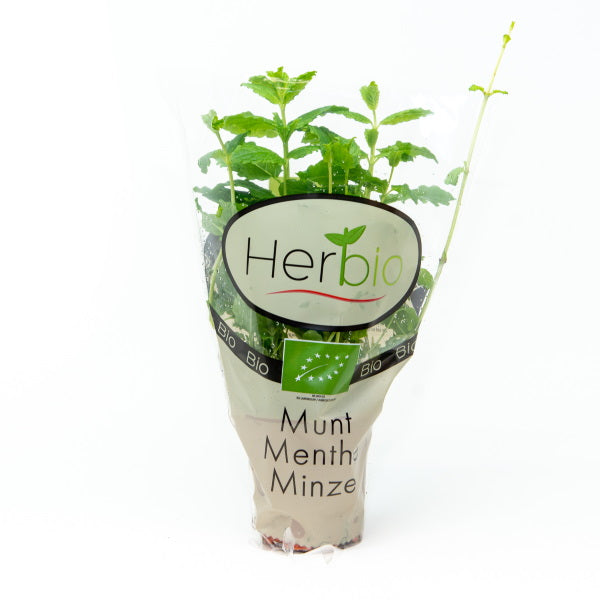 Organic mint herb plant in a pot by Holland, featuring fresh peppermint leaves in a single potted herb for kitchen or garden use.