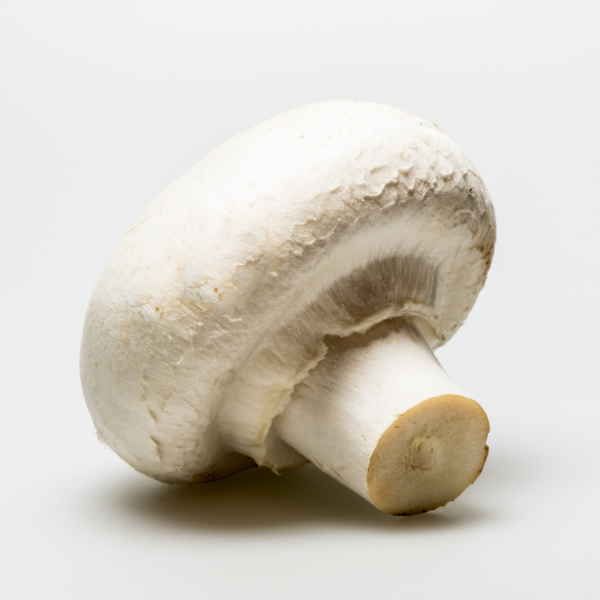 Giant white mushrooms, silver dollar variety, from Holland, in a 0.4 kg vegetable pack, fresh and ready to cook.