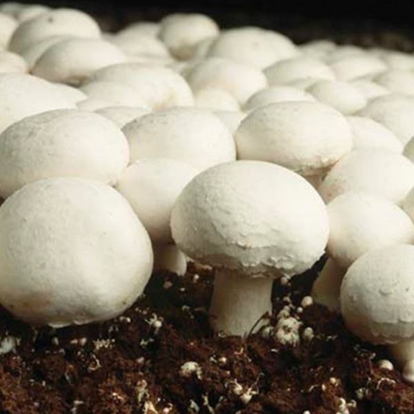 Giant white mushrooms, silver dollar variety, fresh vegetables from Holland in a 0.4 kg pack, with smooth caps and sturdy stems.