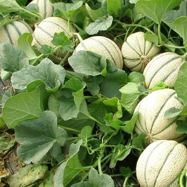 Fresh muskmelon fruit from Local Market, single ripe melon with textured orange skin and sweet orange flesh.