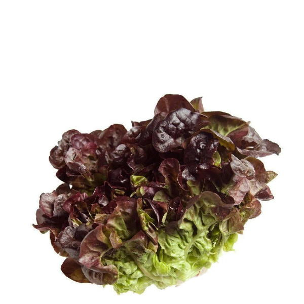 Fresh red oakleaf lettuce from Holland, single leafy vegetable with vibrant red and green leaves.