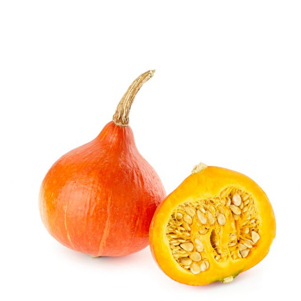 Holland Hokkaido pumpkin, red Kuri squash, single fresh vegetable with vibrant orange skin and smooth surface.