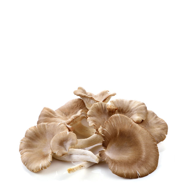 Fresh oyster mushrooms from Holland in a 0.15 kg vegetable pack, with white caps and delicate stems.