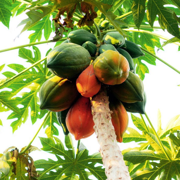 Unripe baladi papaya from Local Market, single piece of fresh local fruit with green skin and smooth surface.