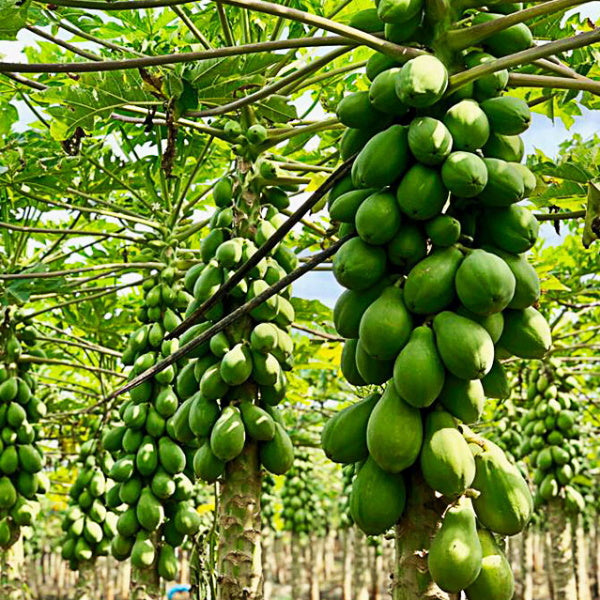 Ripe Holland solo papaya fruit on a white background, showcasing its orange flesh and smooth skin.