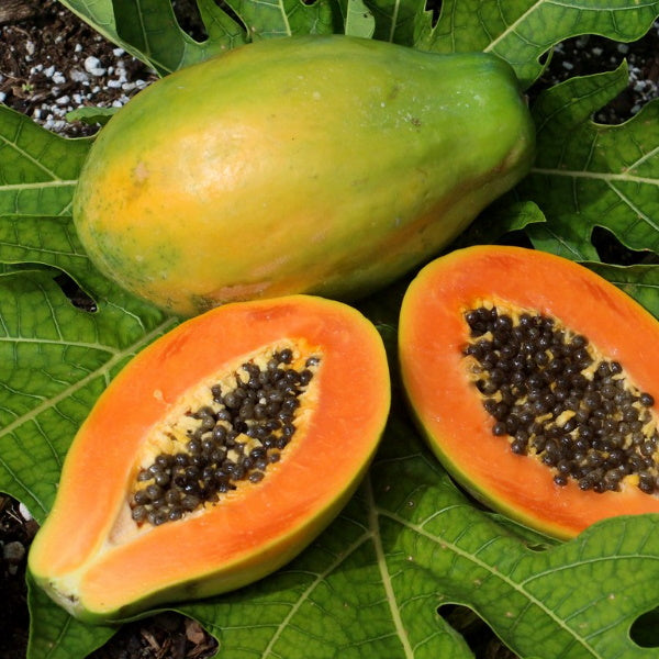 Ripe Holland solo papaya fruit, fresh and vibrant, showcasing its orange skin and smooth surface on a white background.