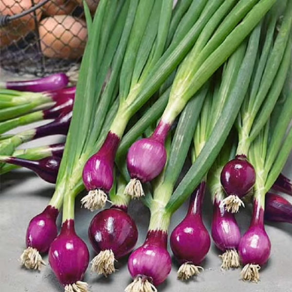 Red Pearl onions in a 0.5 kg pack from Holland, fresh vegetables with vibrant red skin and layered bulbs.