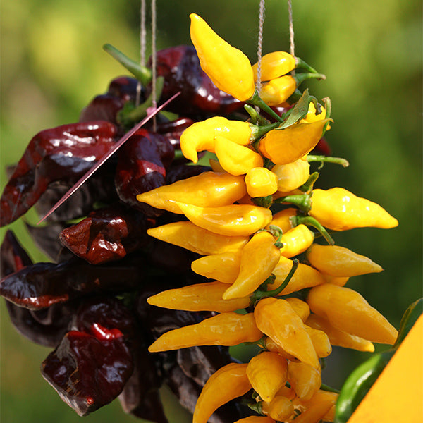Yellow Jalapeno peppers from Holland in a 0.250 kg pack, fresh and vibrant vegetable on display.