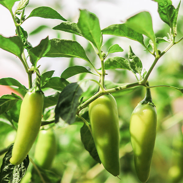Yellow Jalapeno pepper from Holland in 0.25 kg pack, fresh vegetable with vibrant color and smooth skin.