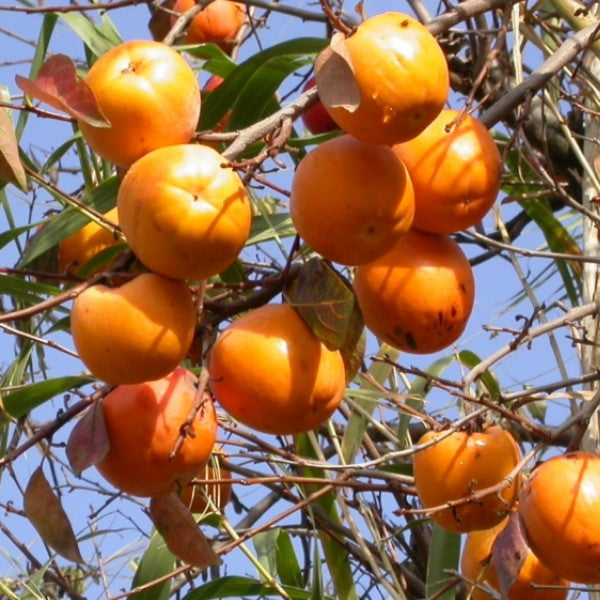 Fresh Sharbatly kaki persimmons in a 1 kg pack, showcasing bright orange fruit with smooth skin on a white background.