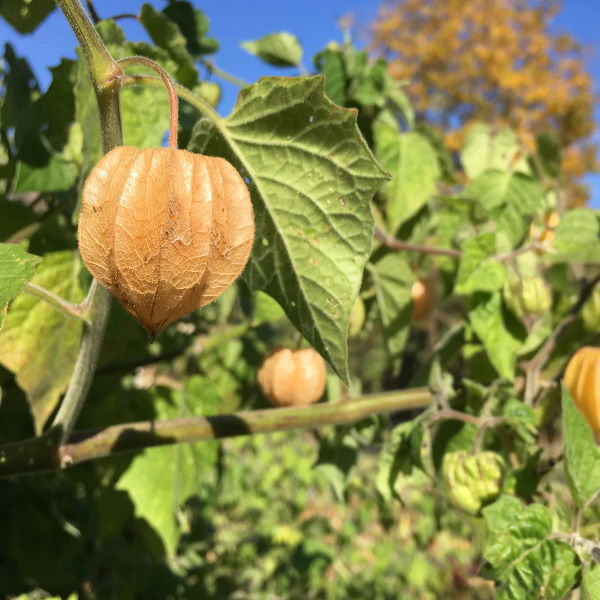 Fresh physalis, cape gooseberries, Holland brand, in a 0.1 kg pack, showcasing bright orange berries with green husks.