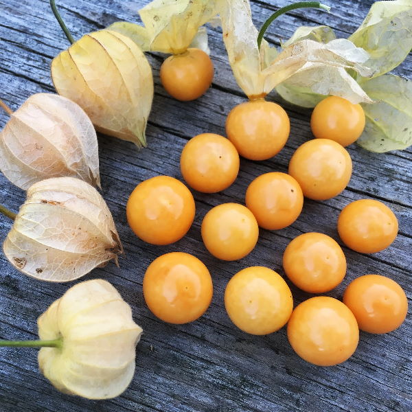 Holland physalis cape gooseberries in a 0.1 kg pack, fresh yellow-orange fruit with papery husks, ready for snacking or cooking.