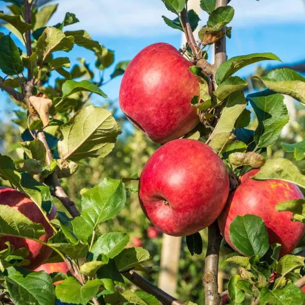 Pink Lady apples in a 0.65 kg pack, fresh pink-colored fruit from Sharbatly, shown in a close-up image.