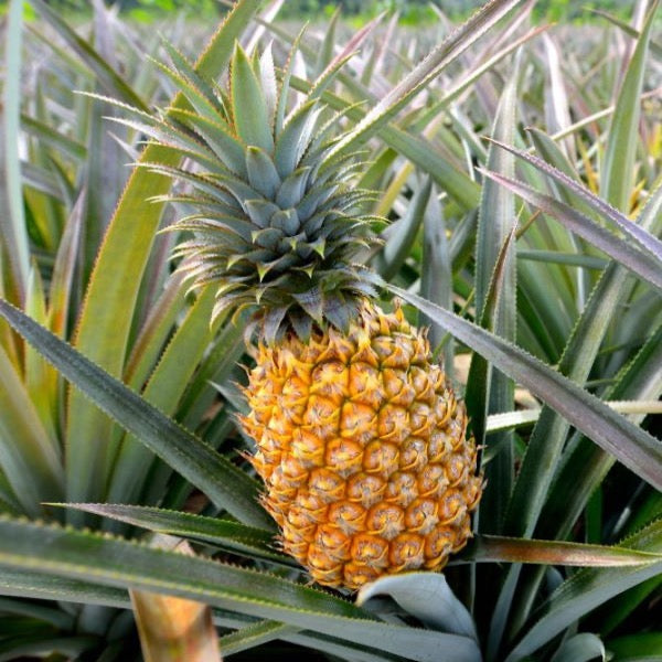 Pink pineapple from Local Market with honey glow, fresh and ripe, showing vibrant pink skin and leafy crown.