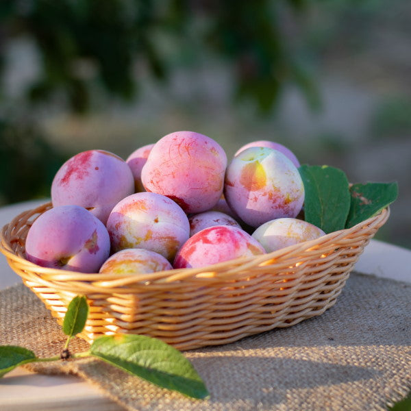 Fresh Letitia plums from Sharbatly, 1 kg pack, showcasing ripe purple fruit with smooth skin and vibrant color.