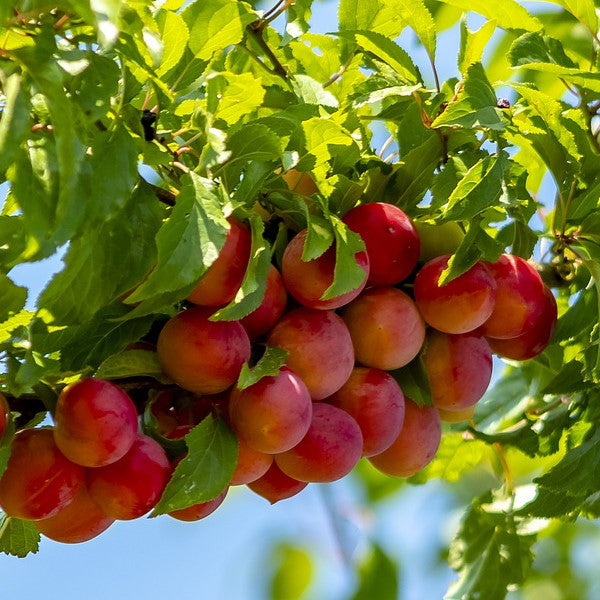 Fresh Letitia plums from Sharbatly, 1 kg pack, showcasing vibrant purple fruits with smooth skin and ripe, juicy appearance.