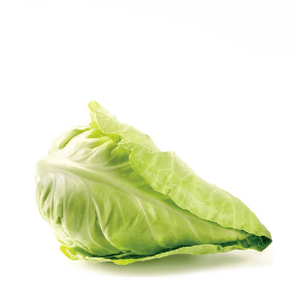 Holland pointed sugarloaf cabbage, fresh vegetable, single piece with green, pointed leaves and compact head.