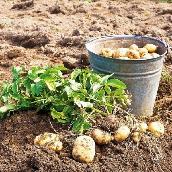 Fresh local potatoes in a 1.6 kg bag from Local Market, showing smooth, earthy brown skin and a natural vegetable appearance.