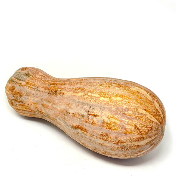 Fresh Violina squash pumpkin, a single vibrant orange vegetable, displayed on a neutral background.