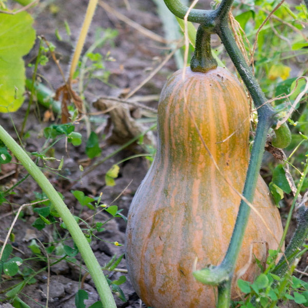 Single Violina squash pumpkin, a fresh, orange vegetable from Local Market, shown in close-up with textured skin.