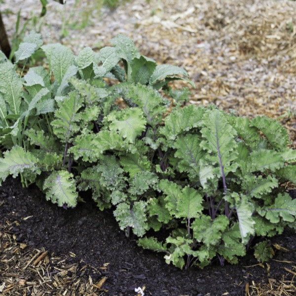 Fresh baby purple kale, a superfood vegetable from Holland, shown in a 0.125 kg pack with vibrant purple leaves.