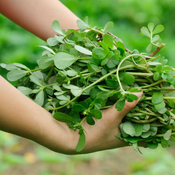 Fresh single bunch of purslane vegetable from Local Market, showcasing vibrant green, leafy stems in a natural setting.
