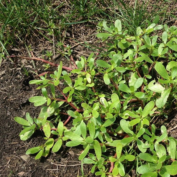 Fresh single bunch of purslane vegetable from Local Market, showcasing vibrant green leaves and tender stems.