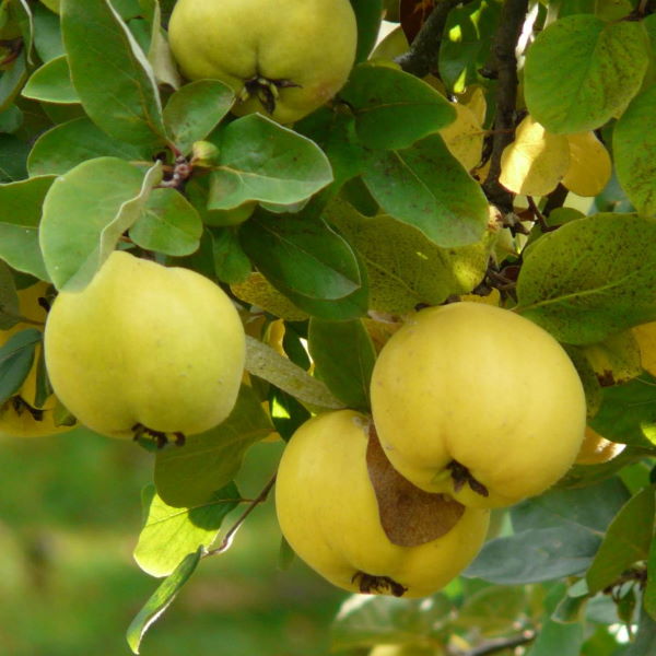 Fresh quinces and cooking apples in a 1 kg pack from Local Market, ready for cooking or baking.