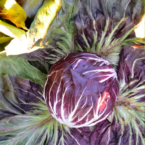 Fresh single piece of Radicchio Rosso Chioggia lettuce, a vibrant red leafy vegetable from Holland.