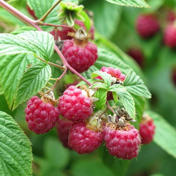 Fresh red raspberries from Sharbatly in a 0.125 kg pack, showcasing ripe, juicy berries on a white background.
