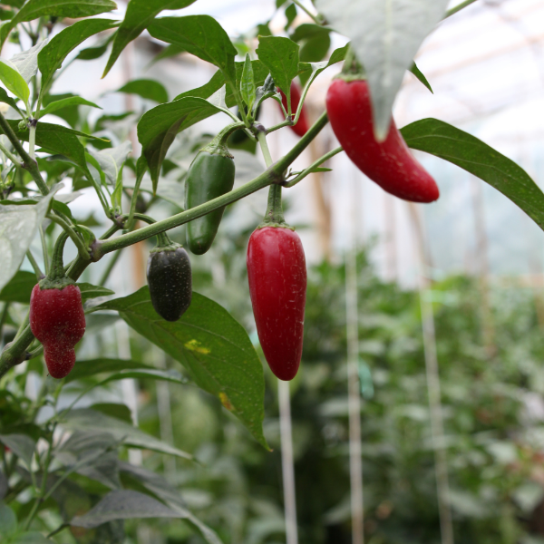Red Jalapeno peppers from Holland, fresh and vibrant, shown in a 0.250 kg vegetable pack.