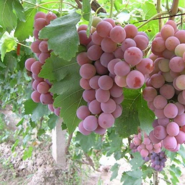 Red Globe grapes in a 1 kg pack showing large, vibrant red clusters of fresh, juicy fruit from Sharbatly.