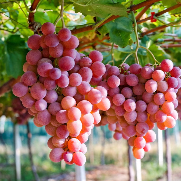 Red Globe grapes in a 4 kg carton, fresh and ripe fruit by Sharbatly, ready for healthy snacking or fruit salads.