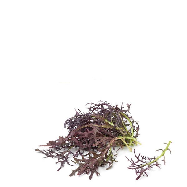 Fresh red Mizuna lettuce from Holland, a vibrant mustard green vegetable in a 0.125 kg pack.